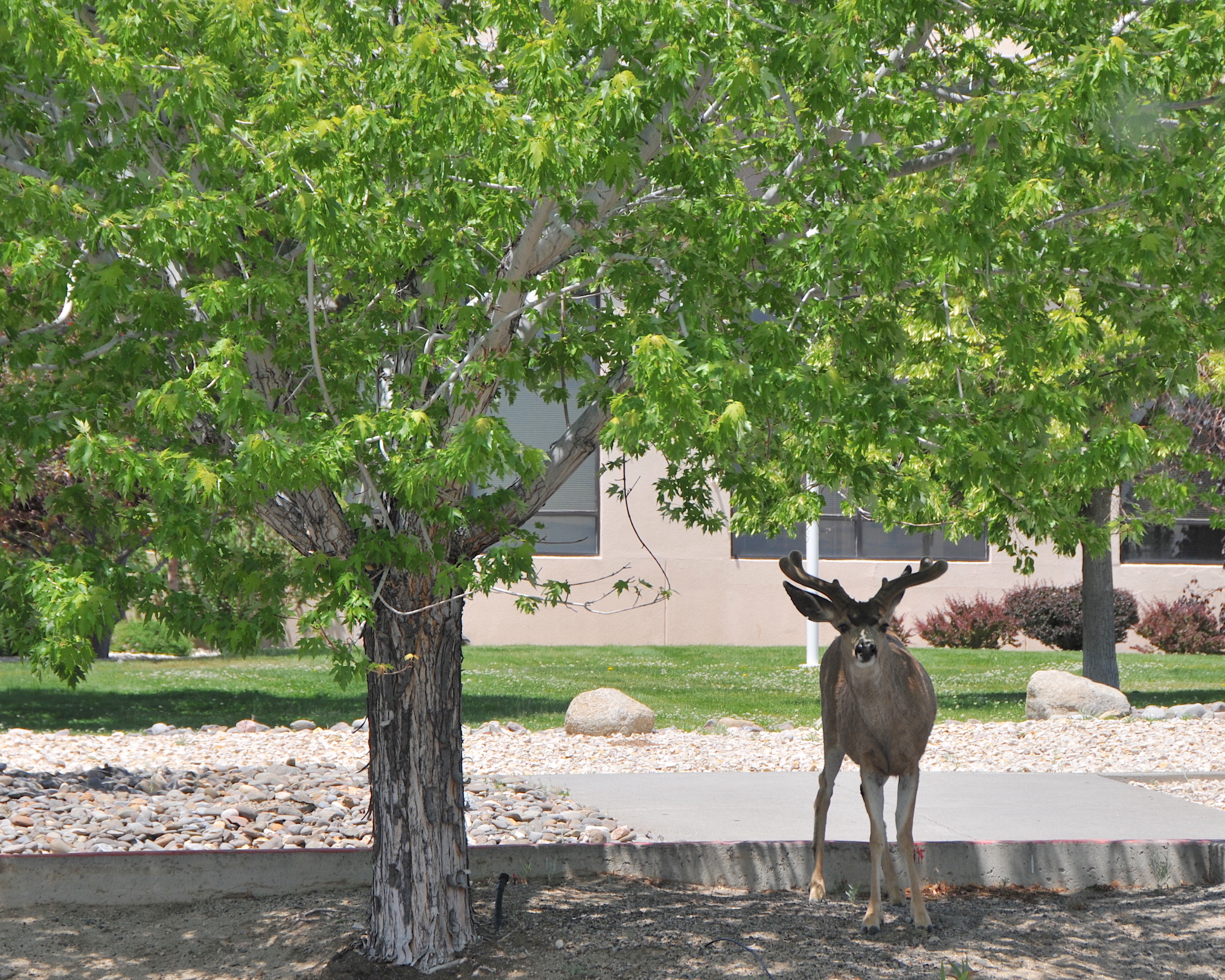 Trio of Deer Visit Campus